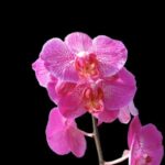 orchid