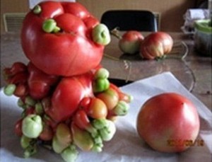mutant tomato