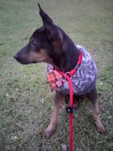 Baker, wearing a warm and wooly winter hat as sweater, and a becoming orange bandana.