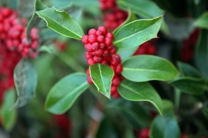 Mistletoe / holly: "Ancient druids believed mistletoe had magical properties because of the way it grows, never touching the ground and without taking nourishment from the earth... The tradition of kissing under the mistletoe at Christmas comes from the belief that mistletoe has fertility magic." (Photo by Christopher Furlong)